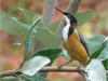 b-hummingbird