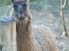 b-lama