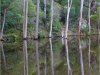b-treereflection