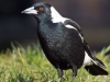 Cracticus_tibicen_hypoleuca_male_domain