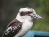 Koukaburra