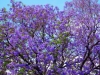 Jacaranda Tree