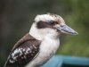 Koukaburra
