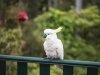 Cockatoo