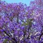 jacarandatree